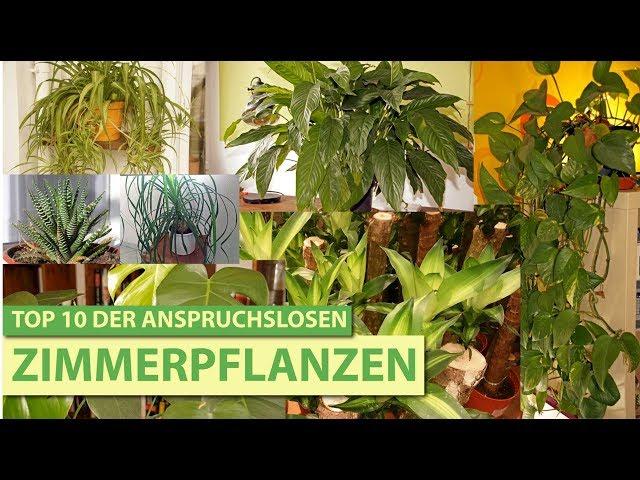 Meine Top 10 der anspruchslosen Zimmerpflanzen