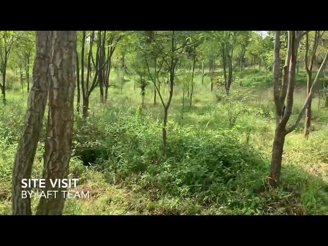 Sandalwood trees with poked branches