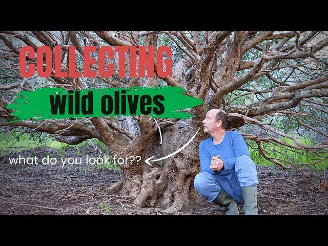 Collecting wild olives for bonsai