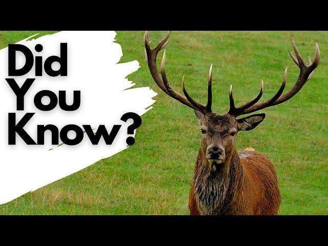 Things you need to know about RED DEER