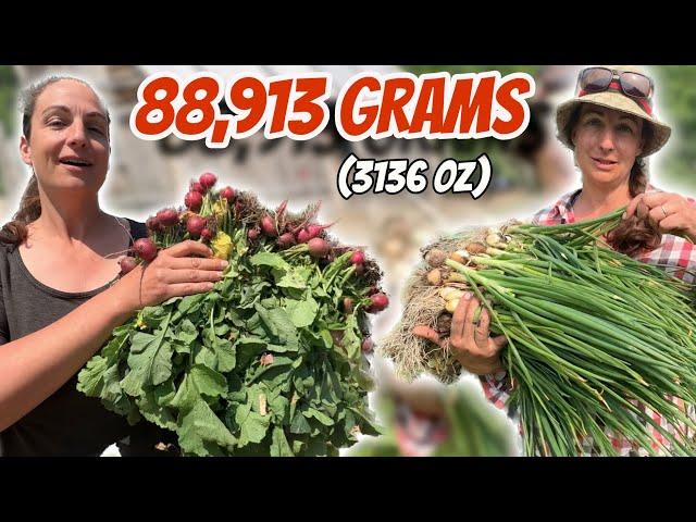 Massive Spring Food Harvests - Growing Our Own Food For A Year