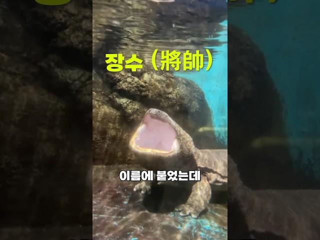 세상에서 가장 큰 괴물 도롱뇽