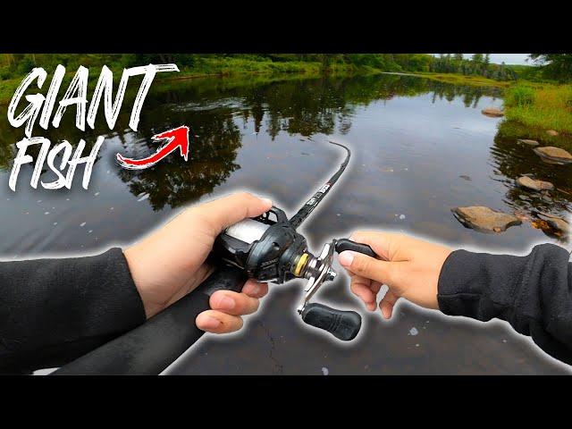 Catching BIG Fish in Small Rivers! (INSANE)