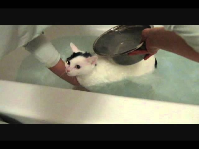 Cat taking a bath mooooooo mooooooo