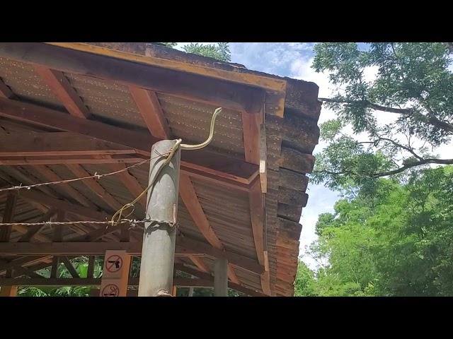 Snake, Copán, Honduras