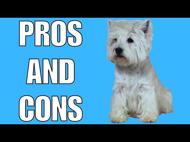 West Highland Terrier Pros And Cons | Should You REALLY Get A WEST HIGHLAND TERRIER?