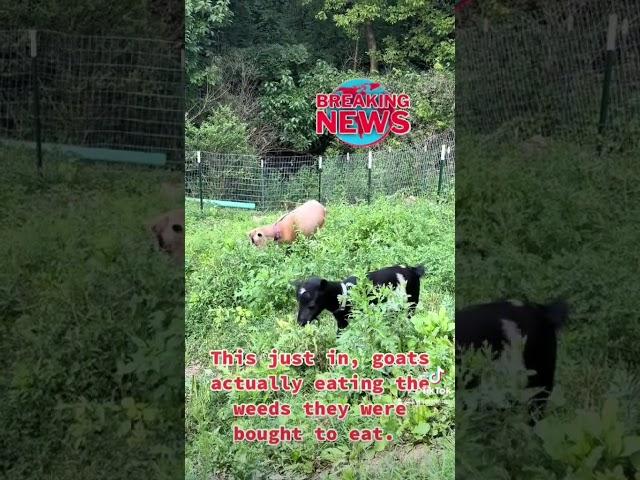 Goats saving me from have to weed eat the hillside! #goats #goatsofyoutube #fyp