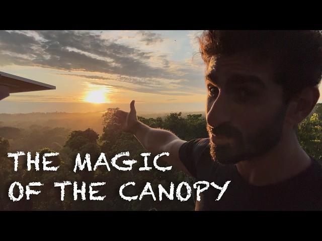 THE MAGIC OF THE CANOPY