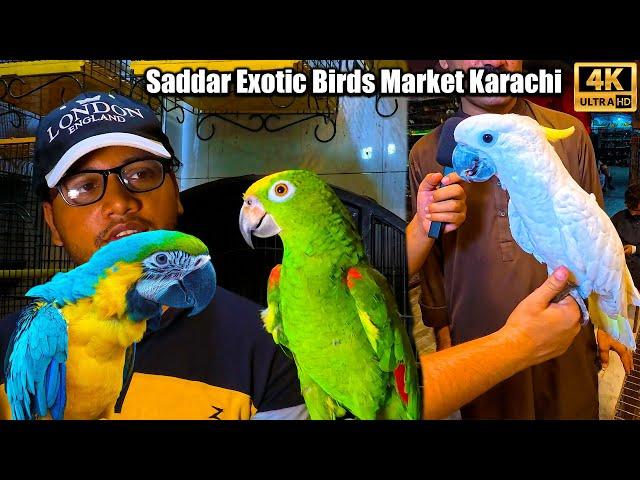 Saddar Exotic Birds Market Karachi Unique and Rare Birds and Parrots Latest Updates