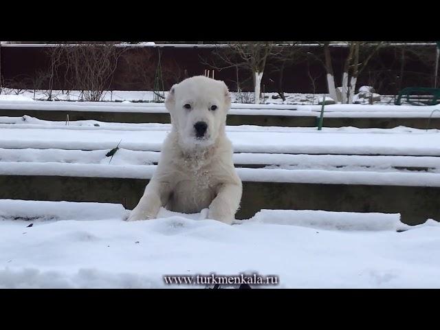 Щенок алабая доказал: непреодолимых препятствий нет, если есть стимул!