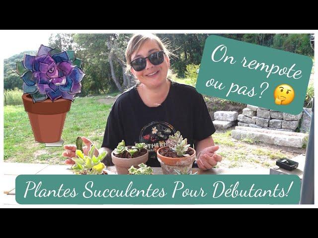 7 #conseils après l'achat d'une #plantesucculente en #jardinerie | On rempote? | POUR #débutant