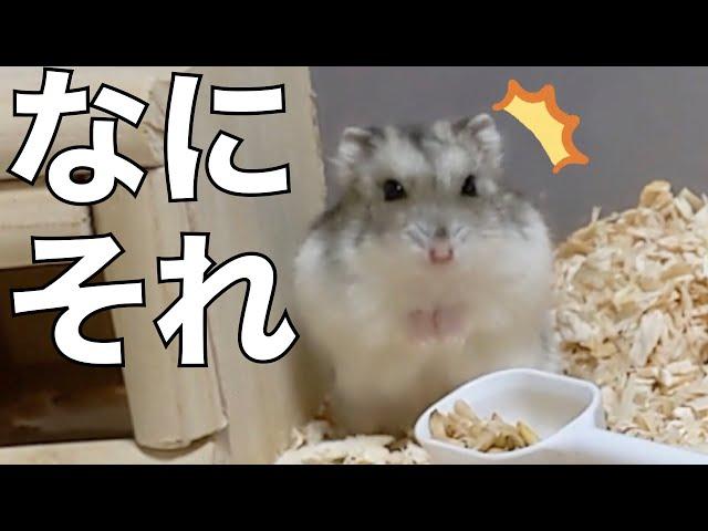 初めてハムスターにエン麦をあげてみた結果...