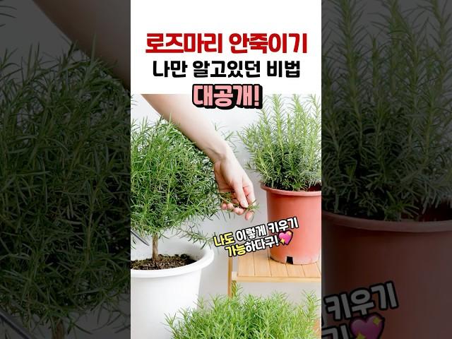 집에서 로즈마리 잘 키우는 방법! 분갈이방법까지 싹 알려드려요 | 로즈마리 키우기 | 로즈마리 분갈이