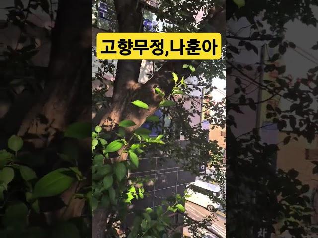 #고향무정 #원곡 오기택 #나훈아#가황 #임영웅 #영웅시대 #미스터트롯진