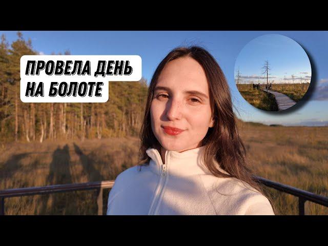 Экотропа. Сестрорецкое болото . Растения на болоте. Вид болота.