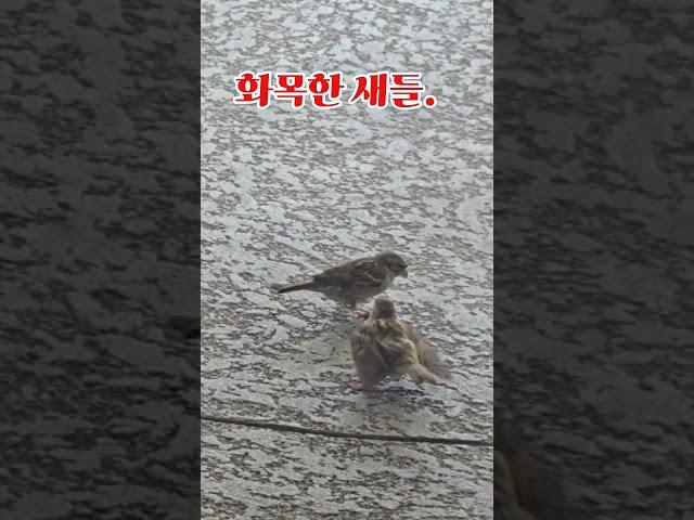 단일화 약속지키는 미국새. #shorts#화기애애#단일화#공생공멸#국민의힘