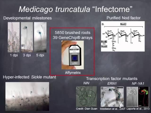 The root hair 'infectome' of Medicago truncatula: secrets of hair removal