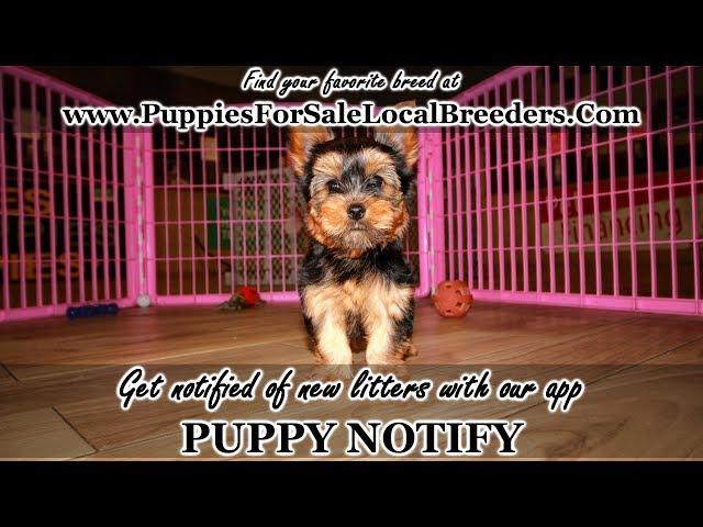 YORKIE PUPPIES FOR SALE, GEORGIA LOCAL BREEDERS, GWINNETT COUNTY, GA