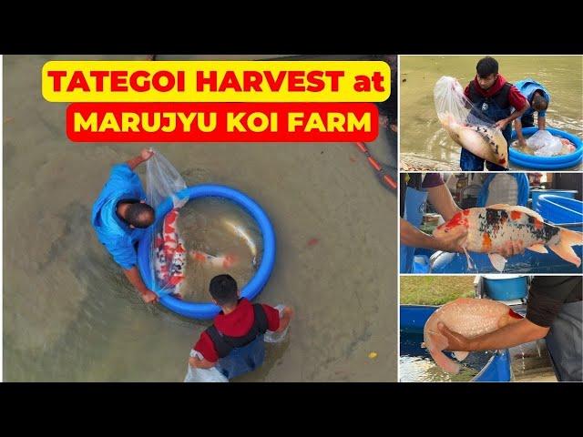 Tategoi Koi Fish Harvesting at Marujyu Koi Farm