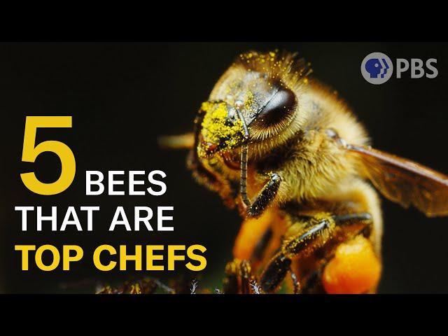 These Bees Hustle to Put Food on the Table | Deep Look