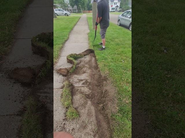 OVERGROWN EDGING #edging #overgrown