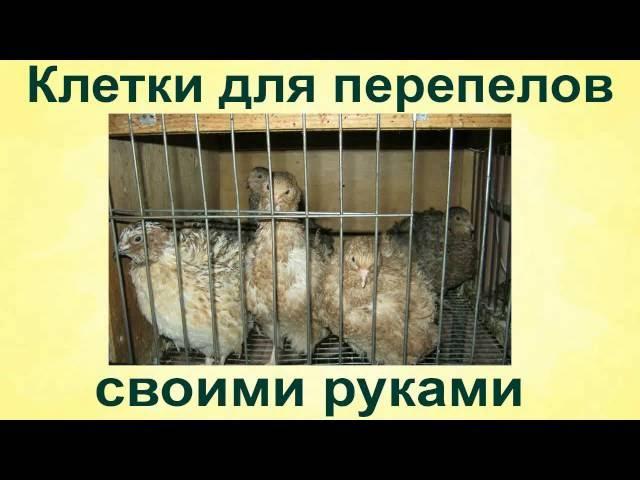 КЛЕТКА ДЛЯ ПЕРЕПЕЛОВ Своими Руками. Изготовление клетки. Содержание перепелов.