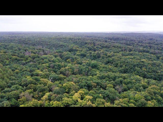 MV Spezial: Waldzustandsbericht 2022 - Wald leidet unter extremem Klimawandel