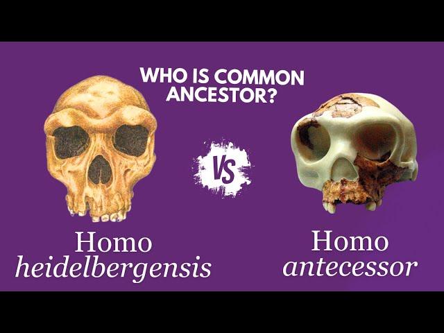 Did we descend from Homo antecessor or Homo heidelbergensis?