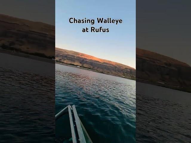 #fishing #alumaweld #columbiariver #walleye