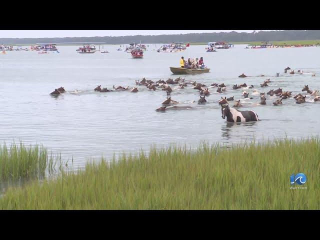 99th annual Pony Swim on Chincoteague draws thousands