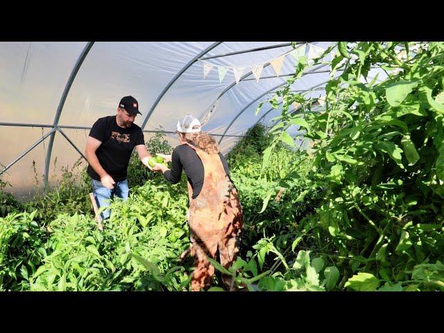 Harvesting 600 Pounds of Tomatoes and Peppers in One Day | Epic End-of-Season Haul!