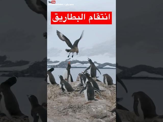 لماذا قامت البطاريق باختطاف هذا الطائر ؟