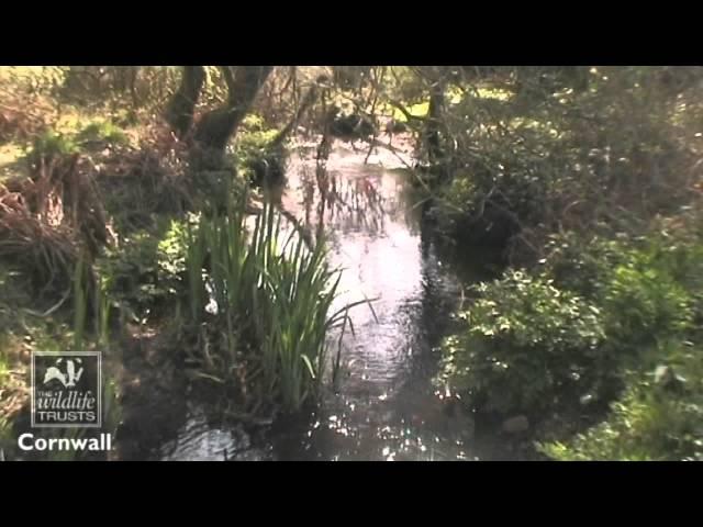 Helman Tor Nature Reserve - Cornwall Wildlife Trust