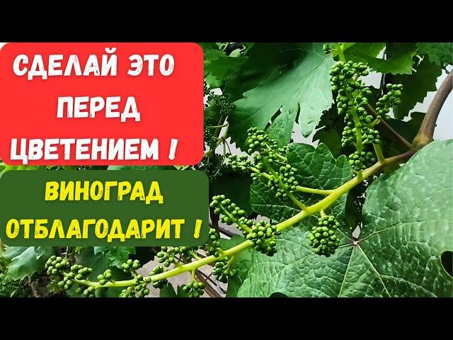 Обработка винограда перед цветением: защита от вредителей и болезней