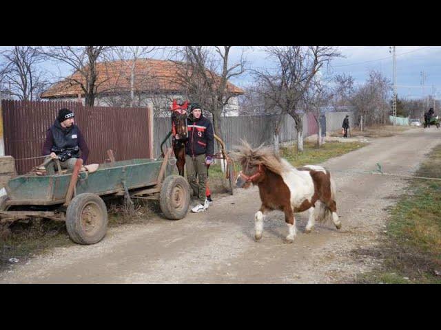 Priviți ce fac caii  in ziua de  Bobotează in Bărăgan