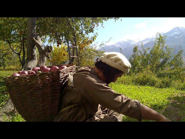 We picked Our Garden Apples and Dried Some for Winters in Traditional way