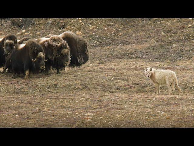 Wolves vs Herd of Muskox | Snow Wolf Family And Me | BBC Earth