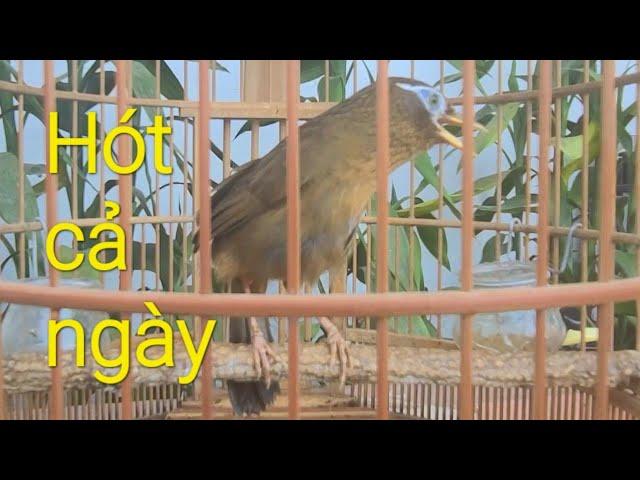 Hót hay hót cả ngày- Họa Mi hót kích bổi thúc trống hót đấu giọng rừng hay nhất