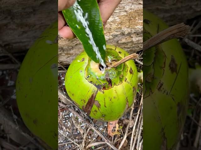 He Shows SURVIVAL Skills! Rice in COCONUT  #outdoors #camping