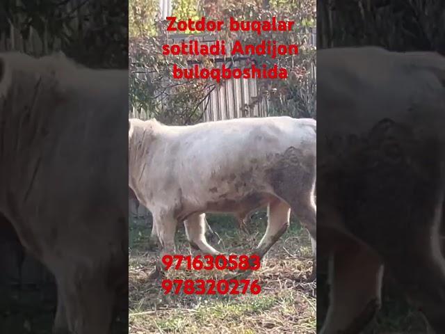 Uzimizni zotdor buqalar sotiladi soglom #music #cow #remix #animals #sotiladi #bull #angus #baki #