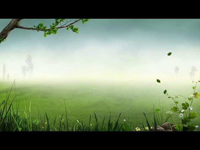 Forest Background Video Effects   Video Effects HD Free Stock  25fps video Templates Animation 1080p