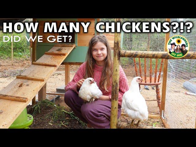 LOOK! How Many Chickens We Got!?! -  Weekly Vlog (S2E3) - Homesteading Portugal