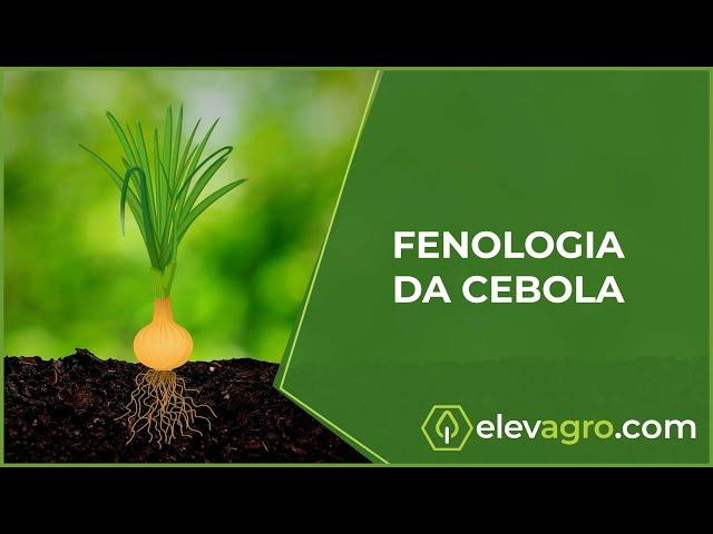 Fenologia da cebola