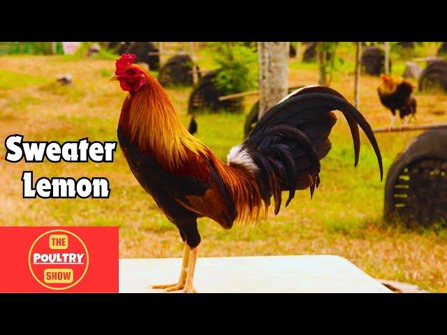 Fiestag 2024 | Dicky Lim | Cesar Calvo #chicken