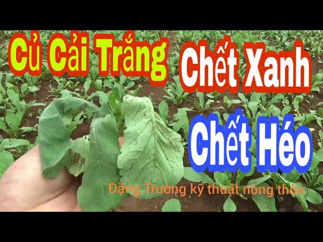 Kỹ Thuật Trồng Và Chăm Sóc Cây Củ Cải Trắng,Củ Cải Trắng Chết Xanh Chết Héo Thối Nhũng