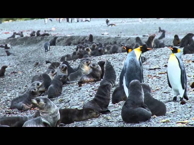 Back From the Brink: Fur Seal Pups of South Georgia