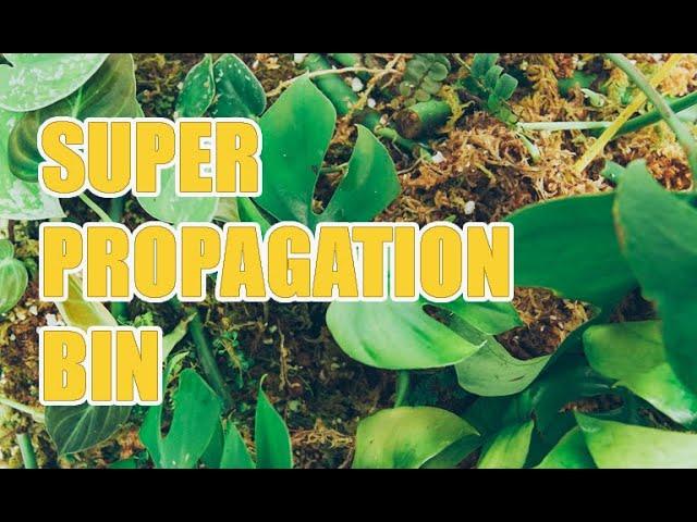 BEST Propagation Method I've Ever Used ( EASY )