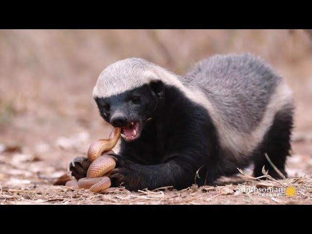 The Crazy Nastyass Honey Badger Don't Care (original narration by Randall)