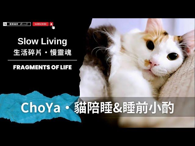 貓奴睡前酒 ChoYa ＆ 貓咪陪睡 #funny #cat #pets #cute #pets #cuteanimals【AJ極簡貓奴】