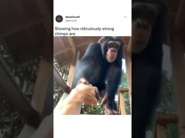 Showing How Ridiculously Strong Chimps Are  cute funny animals 